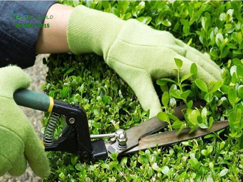 Dịch vụ cắt tỉa và bảo dưỡng cây cảnh