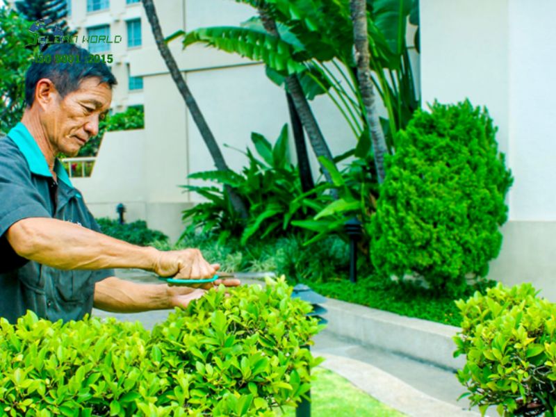 dịch vụ chăm sóc cây cảnh