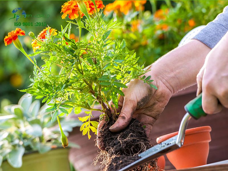 dịch vụ chăm sóc cây cảnh