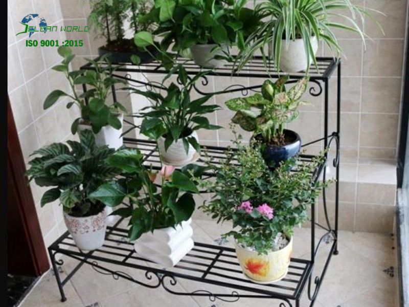 dịch vụ chăm sóc cây cảnh