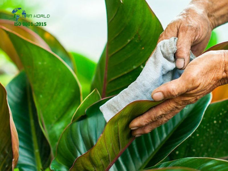 dịch vụ chăm sóc cây cảnh