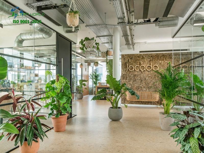 Dịch vụ chăm sóc cây cảnh văn phòng tại HCM