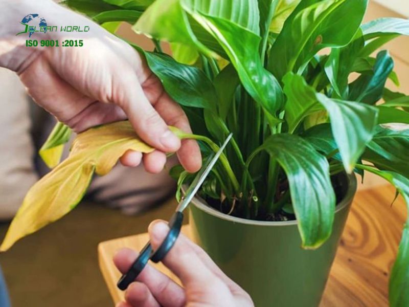 Dịch vụ chăm sóc cây cảnh văn phòng tại HCM