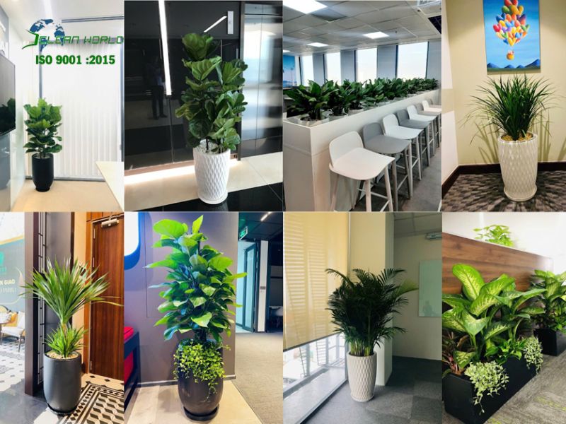 Dịch vụ chăm sóc cây cảnh văn phòng tại HCM