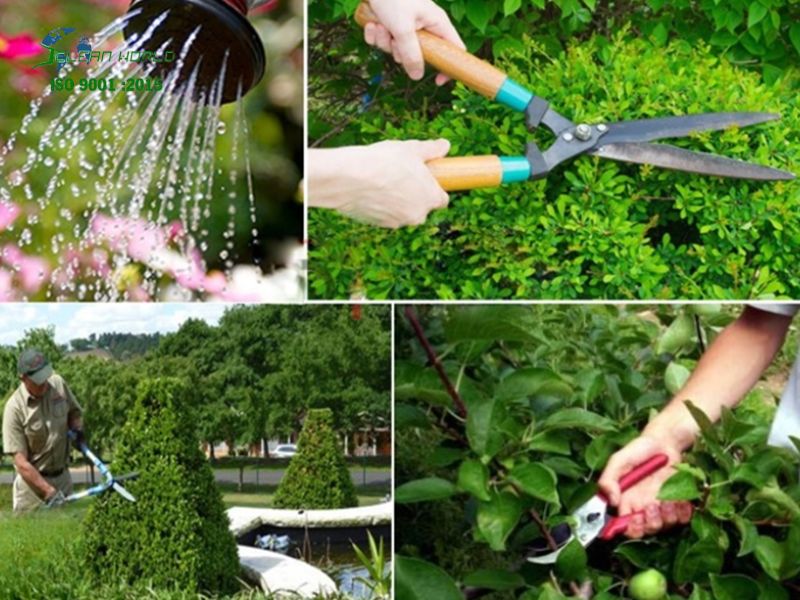 dịch vụ chăm sóc cây cảnh