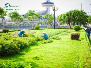 Dịch vụ chăm sóc cây xanh khu công nghiệp