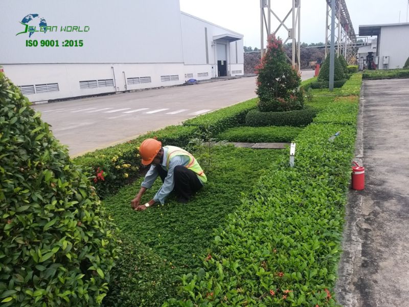 Dịch vụ chăm sóc cây xanh khu công nghiệp