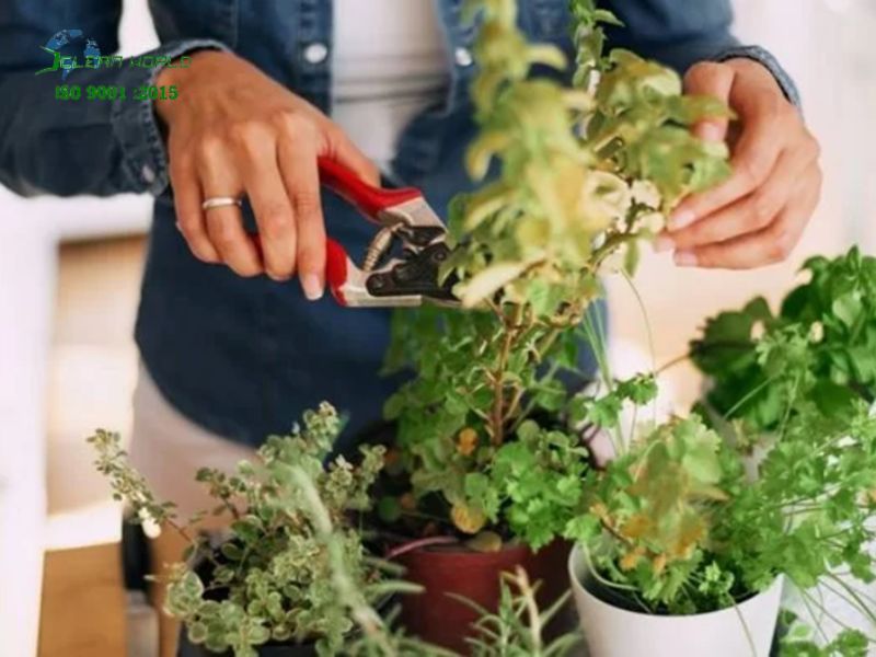 mẹo chăm sóc cây cảnh