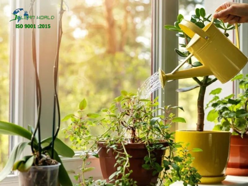 mẹo chăm sóc cây cảnh