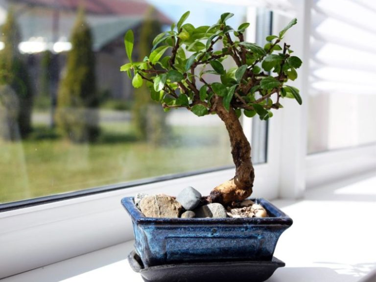 Cách chăm sóc cây cảnh trong chậu