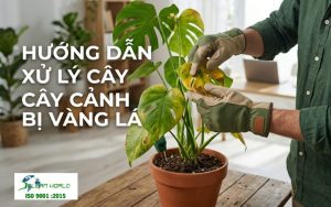 hướng dẫn xử lý cây cảnh bị vàng lá