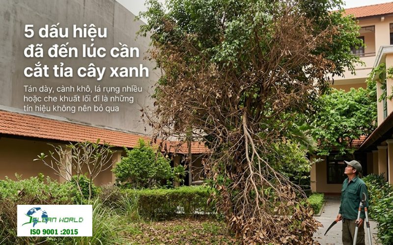 lịch cắt tỉa cây xanh theo mùa 